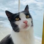 Profile Picture of Mimi Felina Aventureira 🐯 (@mimi_coachcat) on Instagram