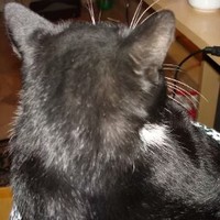 Profile Picture of Cleo Willis (@cleo-willis-1) on Quora