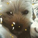 Profile Picture of Cindy Jean (@herculesanddaisy) on Instagram