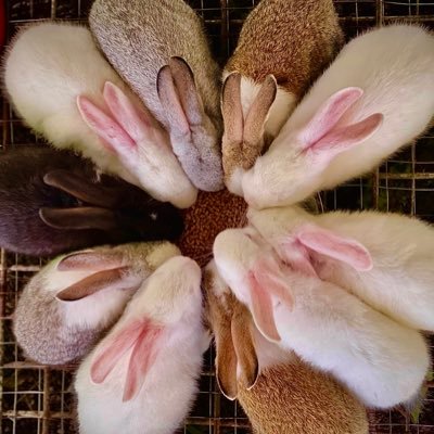 Profile Picture of Michael Charles Angelo Driz (@charles_driz) on Twitter