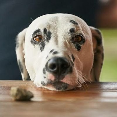 Profile Picture of Dan Kaminsky (@DanKaminsky3) on Twitter