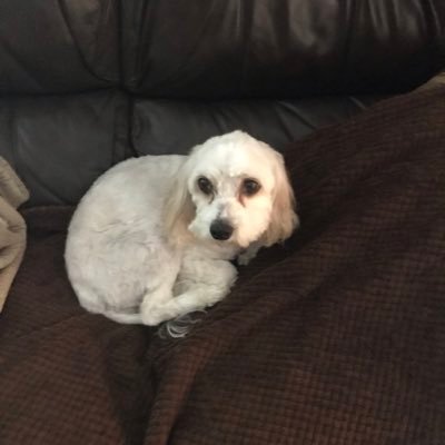 Profile Picture of Jacob Brunner (@JacobBrunner12) on Twitter