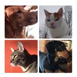 Profile Picture of Daisy•Ramone•Rosita•Bowser (@burleepets) on Instagram