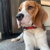 Profile Picture of Henry The Beagle (@@henry_hector) on Tiktok