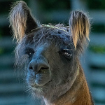 Profile Picture of Stefan Schmid (@schmid83) on Flickr