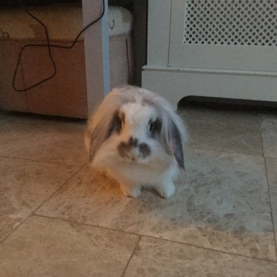 Profile Picture of David Mohan (@moanyballs) on Twitter