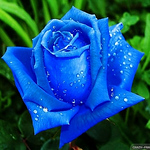 Profile Picture of Ghosts.smurfette (@ghosts.smurfette) on Flickr