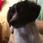 Profile Picture of Matt Engstrom (@matt_the_furniture) on Instagram