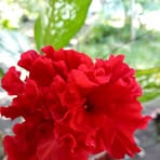 Profile Picture of Haira Purin (@haira.purin.2024) on Facebook