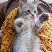 Profile Picture of Johan Chandra (@shivrly) on Youtube