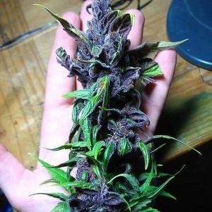 Profile Picture of Justine Holt (@maryjanecannabisshop) on Myspace