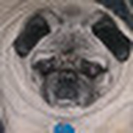 Profile Picture of Suzanne Dunkin (@bailey's bud) on Flickr