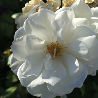 Profile Picture of Olivia Rodriguez (@liv_loves_cady) on Twitter