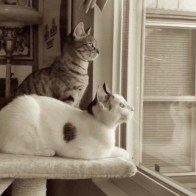 Profile Picture of Tomás Murray (@TomasJMurray) on Twitter