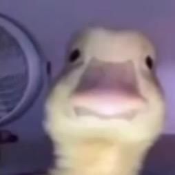 Profile Picture of lindsay.cutts (@lindsay.cutts) on Tiktok