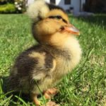 Profile Picture of Albertina Duckstein (@tinaduckstein) on Instagram