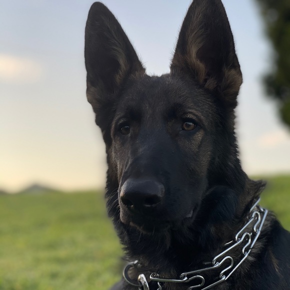 Profile Picture of Zachary Rivera (@zacharyriver759) on Poshmark