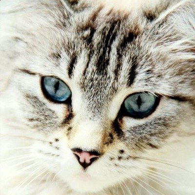 Profile Picture of Julia Jay Cruz (@catwomanjulia) on Twitter
