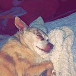 Profile Picture of Stewart Little🤩 (@stewart_wittle) on Instagram