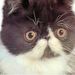 Profile Picture of Elizabeth Fechtler (@ponyprincesspea) on Pinterest