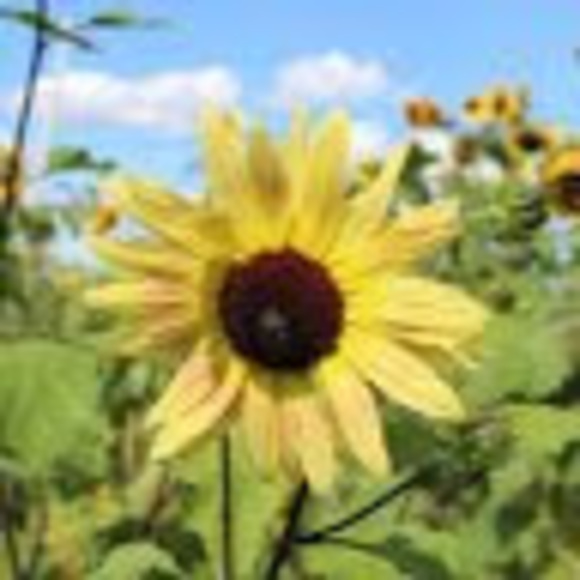 Profile Picture of Hannah Tenelshof (@2026htenelshof) on Poshmark