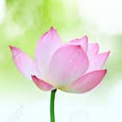 Profile Picture of Nancy Dinh Phan (@nancydinhphan5550) on Youtube