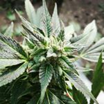 Profile Picture of Max Shein Robbinson Carter (@tetrahidro_cannabinol) on Instagram