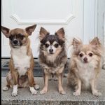 Profile Picture of Julia Niemann (@bluecrystalchihuahua) on Instagram