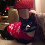 Profile Picture of Stephen Gilling (@gillingstephen) on Instagram