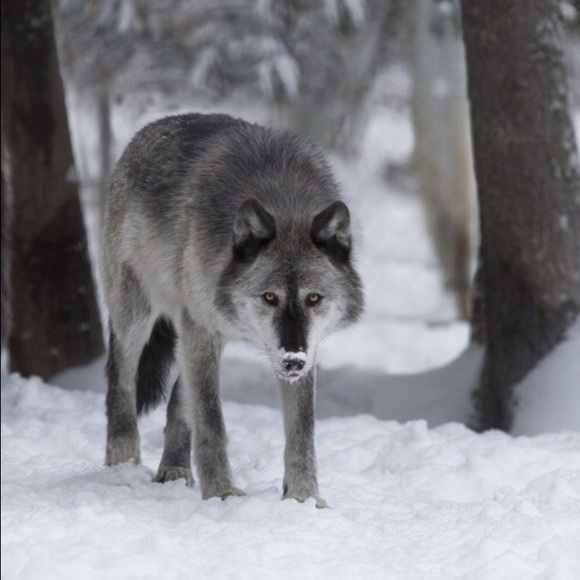 Profile Picture of Carlie Taylor (@c_taylor) on Poshmark