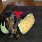 Profile Picture of Joey Kane-Vickers (@evilwienerdog) on Instagram