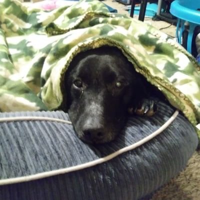 Profile Picture of Joshua Pauley (@CagedBat22) on Twitter