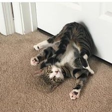 Andrew Reveles - Twitter Profile Picture of Andrew Reveles (@AndrewJr455) on Twitter