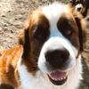 Profile Picture of Stanley the St Bernese!❤️🐶 (@@andrewhermiston) on Tiktok