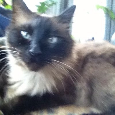 Profile Picture of Zachary Mark Knox (@ZacharyMark) on Twitter