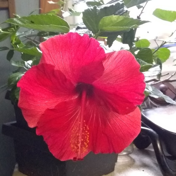 Profile Picture of Kim Dickey (@manupatree) on Poshmark