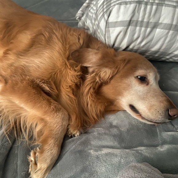 Profile Picture of Sean Grey (@sean_grey) on Poshmark