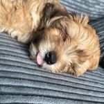 Profile Picture of hollie steele (@hollie.steele6) on Instagram