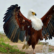 Profile Picture of Christopher Bird (@christopherbird3194) on Youtube