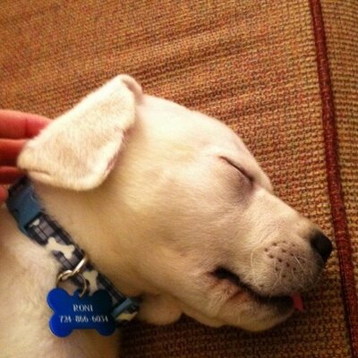 Profile Picture of Ben Chutz (@chutz22) on Twitter