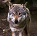 Profile Picture of Buddy Wolf (Aaron Wilson) (@buddy.wolf.16) on Facebook