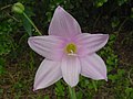 Profile Picture of Zephyranthes robustaon Wikipedia