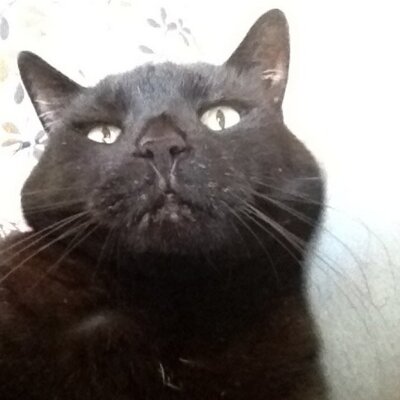 Profile Picture of Danielle Perreault (@13chatsnoirs) on Twitter