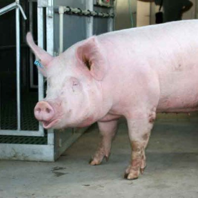 Profile Picture of Pavel Golub (@pavelgolu6) on Twitter