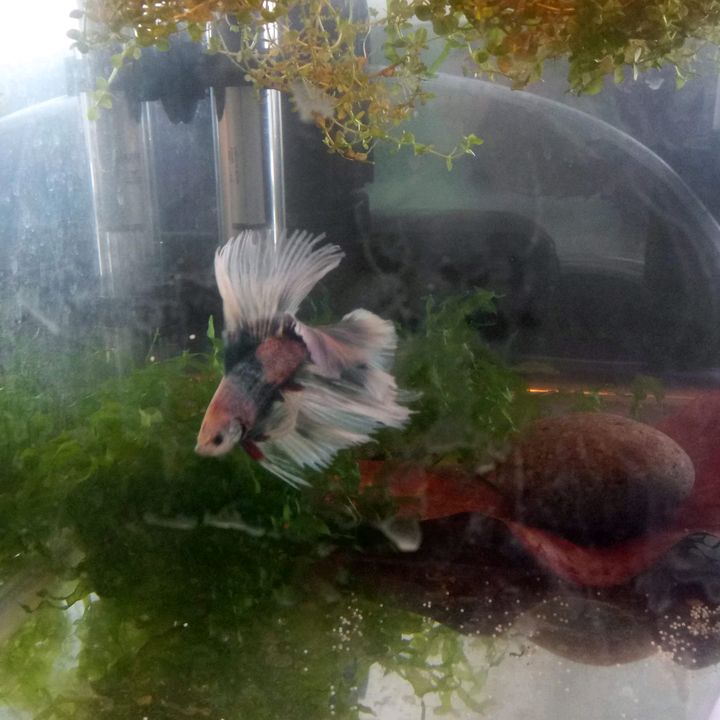Profile Picture of dako (@joshuatory) on Tiktok
