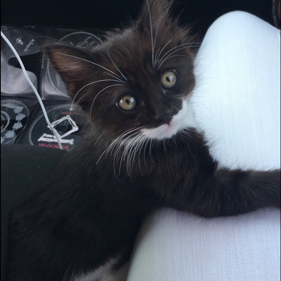 Profile Picture of Katie Keliikoa (@kkeliikoa) on Poshmark