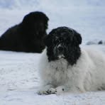 Profile Picture of Peter Battistoni (@peter.battistoni) on Facebook