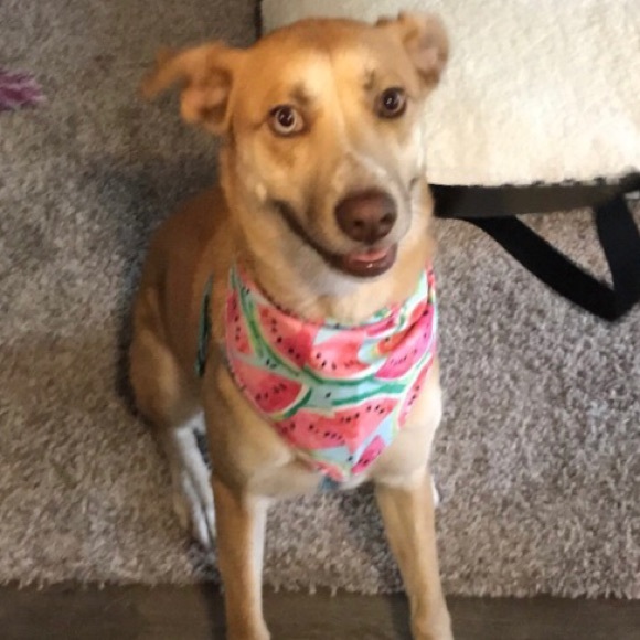 Profile Picture of Casey Kriewald (@ckriewald) on Poshmark