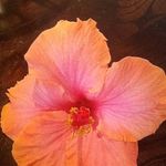 Profile Picture of Annette Plowman (@annetteplowman) on Instagram