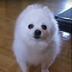 Profile Picture of Lilo Joseph Garrow (@lilothedoge) on Instagram